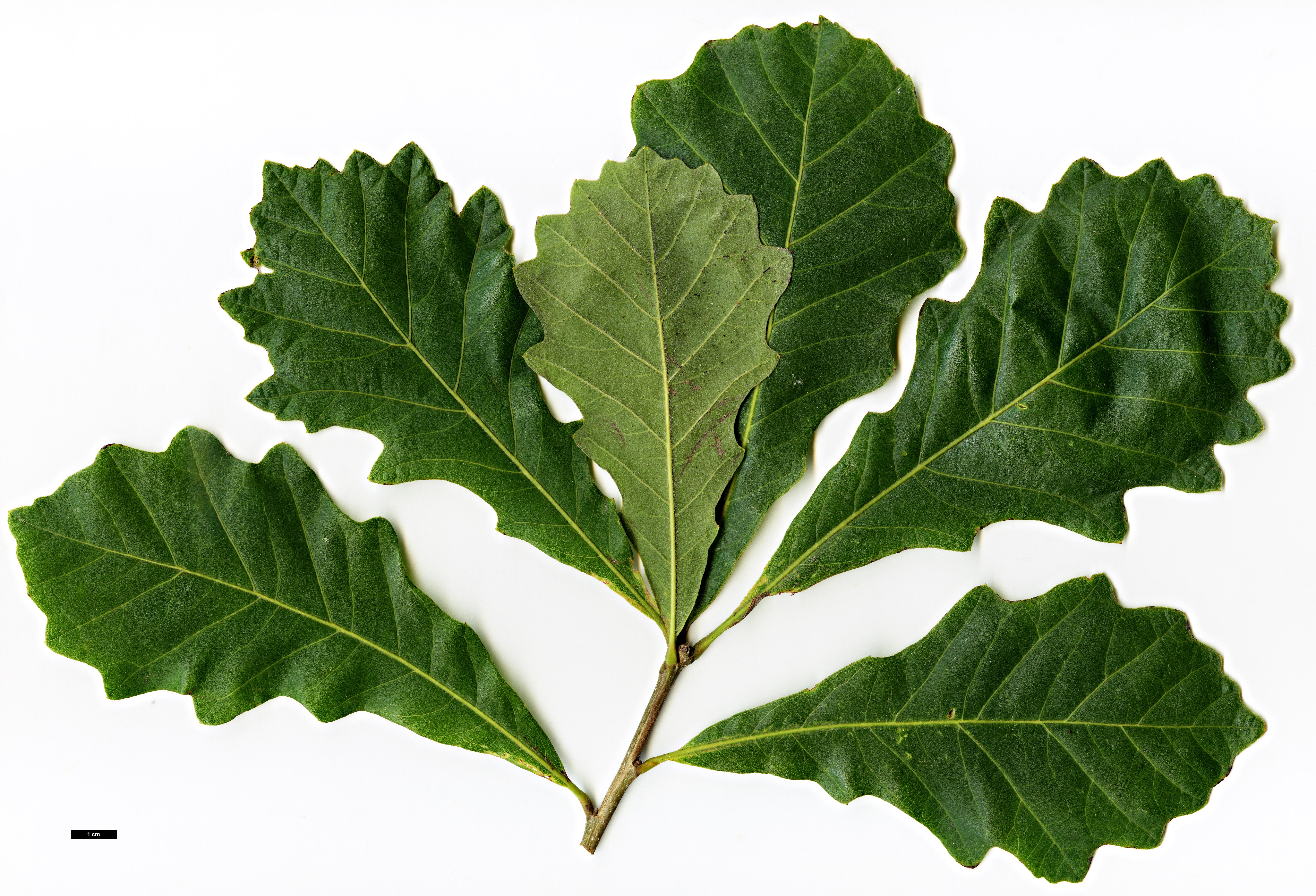 High resolution image: Family: Fagaceae - Genus: Quercus - Taxon: ×humidicola (Q.bicolor × Q.lyrata)
